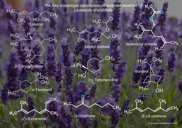 Pure Lavender Essential Oil - Image 4