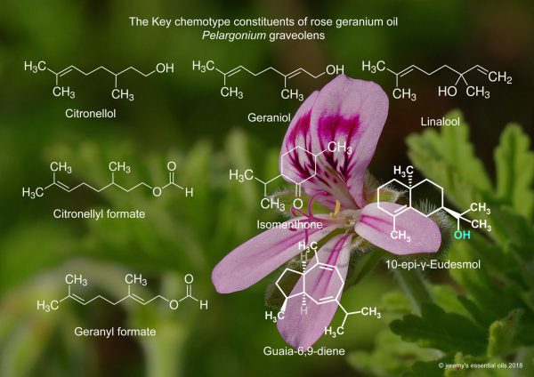 Pure Rose Geranium Essential Oil - Image 4